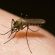 Obaveštenje o dezinsekciji – uništavanje odraslih jedinki komaraca